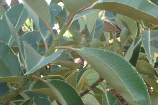 橡皮樹葉子卷怎么補救，增加溫度追肥換土