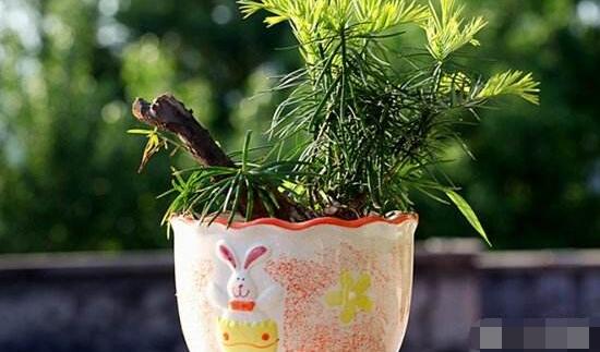 紅豆杉適合室內(nèi)養(yǎng)嗎，具有凈化空氣、延年益壽作用