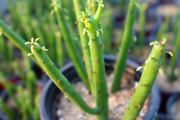 光棍樹(shù)養(yǎng)在家會(huì)致癌嗎