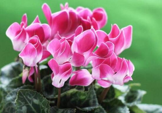 仙客來的風(fēng)水?dāng)[放位置，書房擺放仙客來能帶來好運