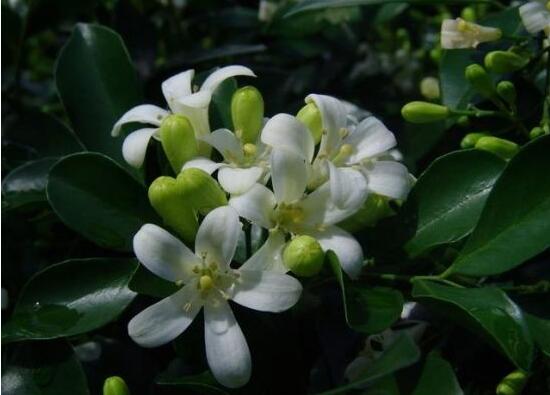 九里香什么時候開花，九里香一年開幾次花(七月盛開)