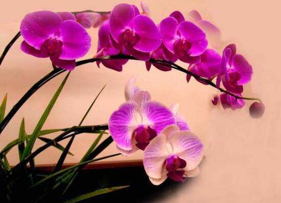 蝴蝶蘭開(kāi)花前怎么養(yǎng)護(hù)，教你五種好方法花開(kāi)的茂盛