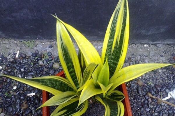 虎皮蘭葉子發(fā)黃干癟怎么辦，控制好溫度、光照以及肥水