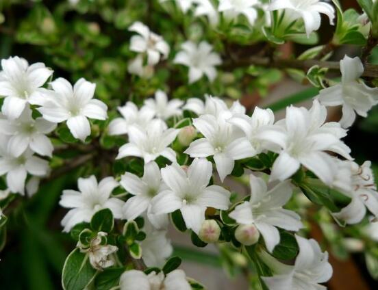 六月雪花期，六月雪花期持續(xù)達(dá)60天(5-7月份)