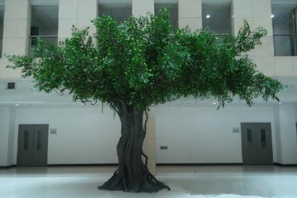 榕樹盆景能不能放家里（可以放），榕樹具有擋煞、化解不利的作用