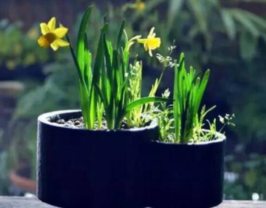 水仙花三大培植方法，介紹三種種植方法(土培/水培/沙培)