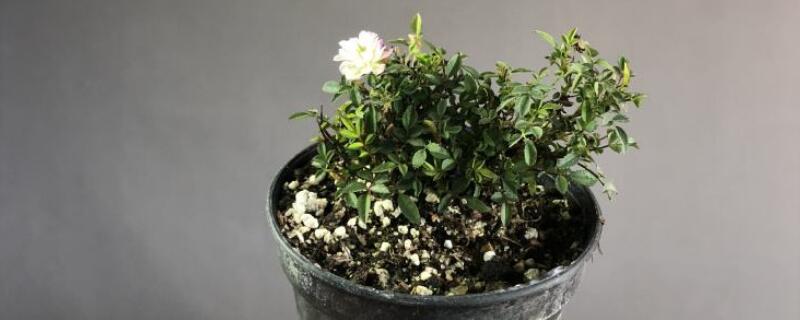 姬月季如何養(yǎng)