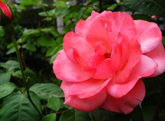 月季花怎么澆水，月季花的澆水方法