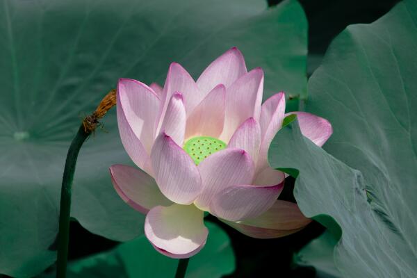 荷花怎么養(yǎng)在花瓶里，后期養(yǎng)護(hù)十分關(guān)鍵