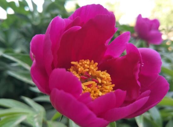 芍藥花什么時候開，每年4-6月就會含苞盛開