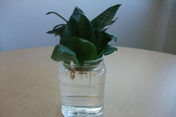 水培虎皮蘭怎么過(guò)冬，虎皮蘭安全越冬5大要點(diǎn)