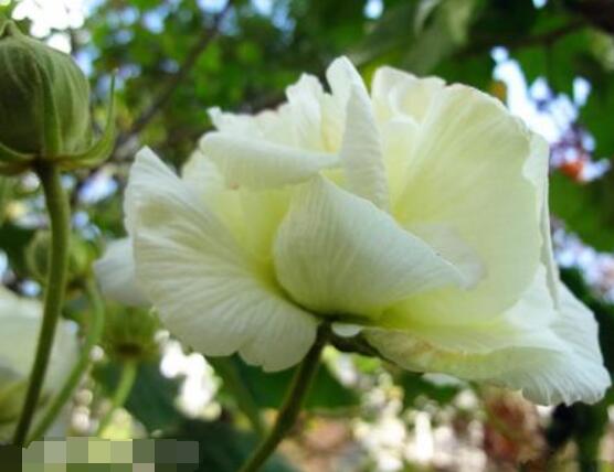 白色芙蓉花花語是什么，代表著早熟、纖細(xì)之美、純潔