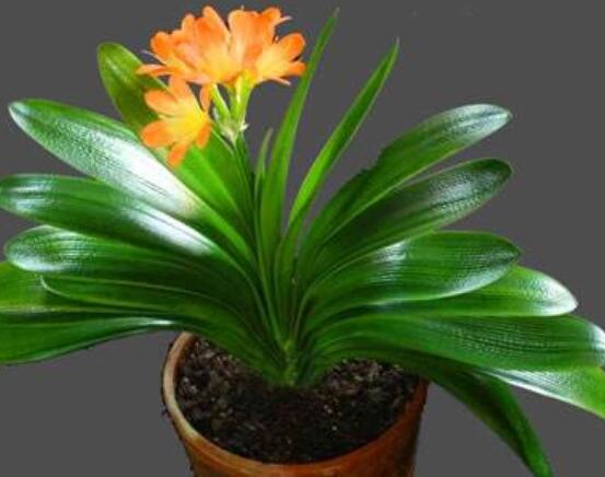 君子蘭的根太多怎么辦，教你兩種解決方法(開(kāi)花前后期)