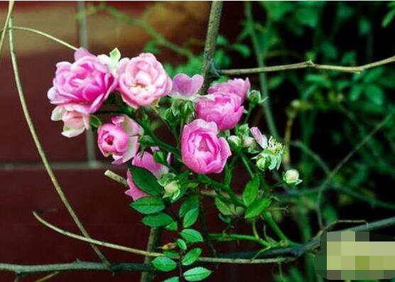 薔薇花怎么扦插，薔薇花扦插方法