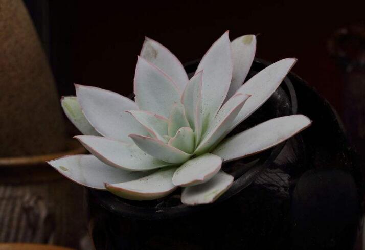 寶石花有毒嗎，無毒且對痛風(fēng)有著很好的治療效果