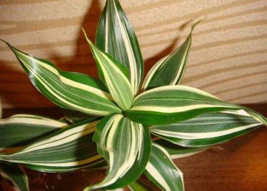 富貴竹的種類有哪些，盆栽富貴竹圖片大全