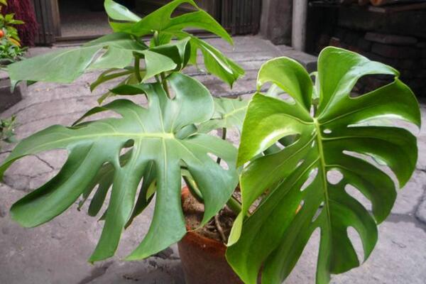 龜背竹如何快速開背，做好以下幾步龜背竹開背更加簡(jiǎn)單