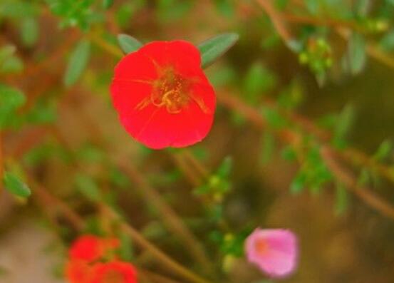 草本海棠花的養(yǎng)殖方法，老農(nóng)總結(jié)出七大最簡單養(yǎng)殖方法