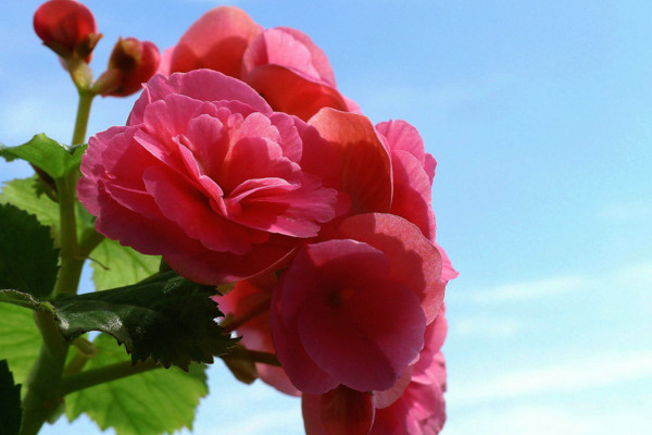 麗格海棠一棵能養(yǎng)幾年，最長三年第一年最重要