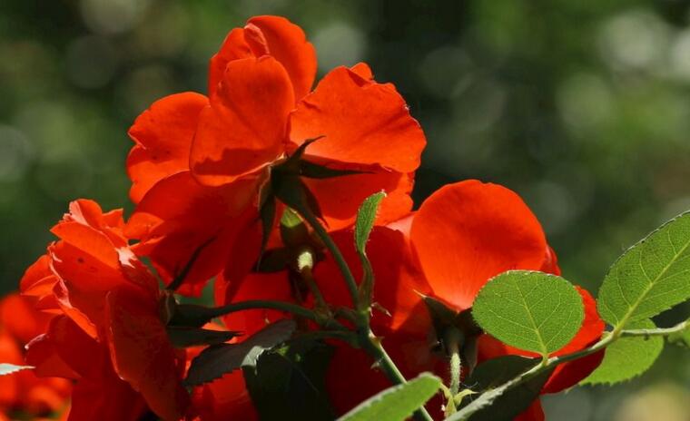 月季花可不可以泡茶，可以喝/但是要注意這些禁忌