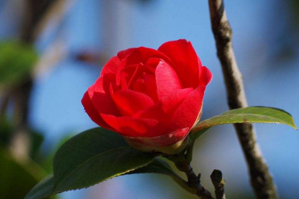 山茶花花語(yǔ)