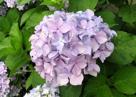 繡球花有毒嗎，繡球花可以放室內(nèi)嗎