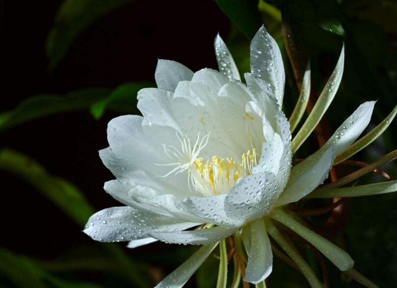 曇花種子種植方法，白天接受足夠的光照晚上才能開花