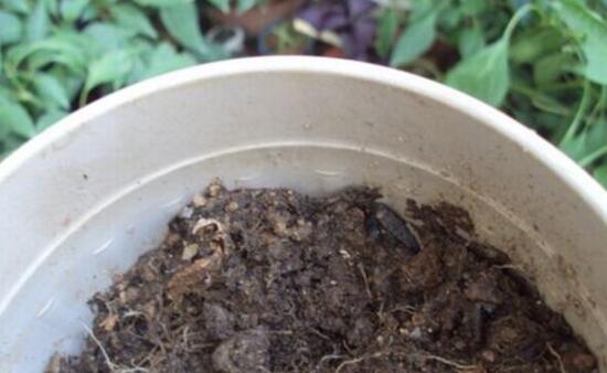 吊蘭怎么繁殖，吊蘭的扦插方法圖解