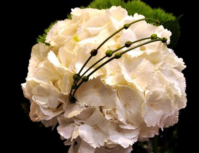 康乃馨應(yīng)該送給什么人，不同的顏色代表著不同的含義