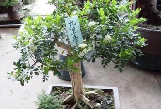 九里香怎么修剪，九里香的修剪圖解