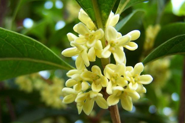 家里為什么不能種桂花，寓意不吉香味過濃