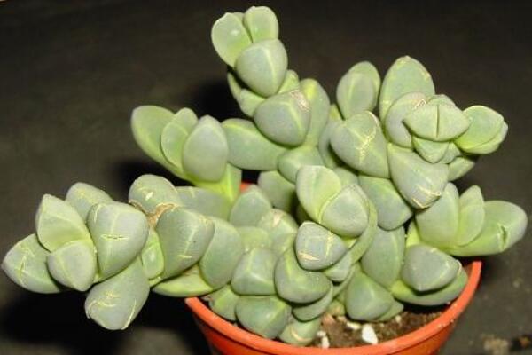 碧玉蓮的養(yǎng)護方法，做好五個方面的管理