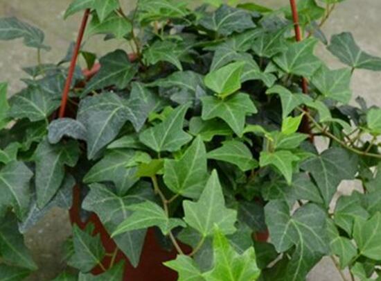 水培常春藤的養(yǎng)殖方法，老農總結的簡單易學三部曲