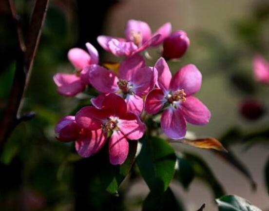 海棠花好養(yǎng)嗎，好養(yǎng)/老農(nóng)總結(jié)最簡單五種養(yǎng)殖方法