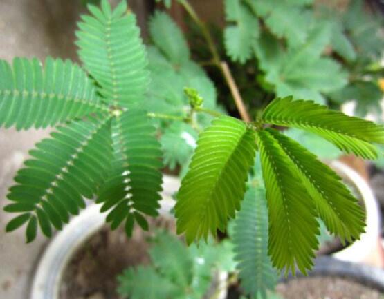 種含羞草會掉頭發(fā)嗎，會掉/家有孕婦和小孩忌養(yǎng)殖