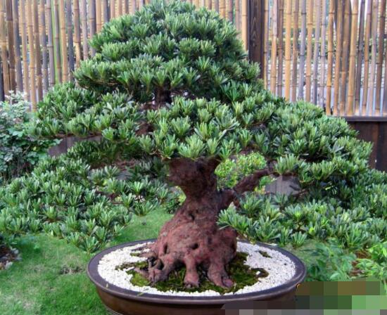 羅漢松盆景怎么摘心，修剪頂部的生長(zhǎng)點(diǎn)(樹(shù)梢枝為10厘米最佳)