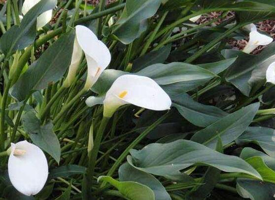 馬蹄蓮的養(yǎng)殖方法圖解，老農(nóng)總結(jié)六點最實用的基本方法