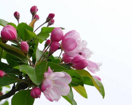 海棠花開花時間，每年4-5月含苞綻放(春季)