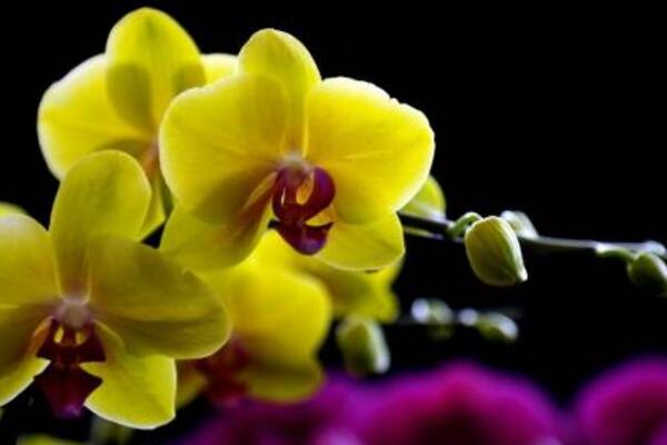 蝴蝶蘭冬季怎么澆水，一星期澆水一次即可