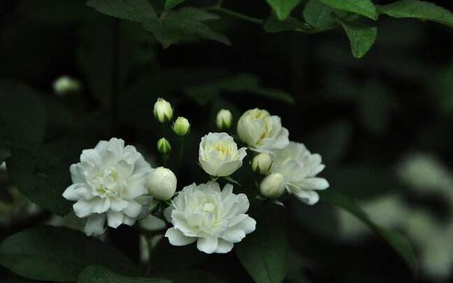 天竺葵能驅(qū)蚊嗎，只有香葉品種的才可以