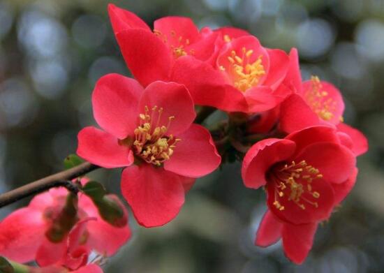 海棠花怎么養(yǎng)，海棠花的養(yǎng)殖方法和注意事項(xiàng)