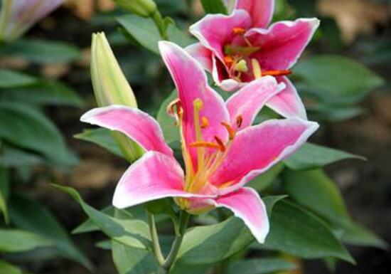 百合花怎么修剪，百合花的修剪方法圖解