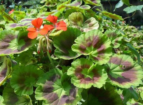 天竺葵品種大全，細(xì)數(shù)天竺葵七大品種