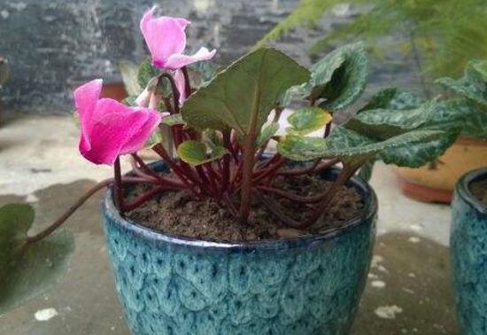 仙客來怎么換盆，仙客來換盆注意事項