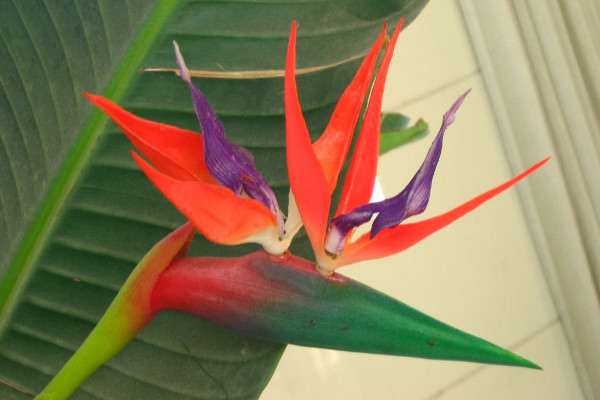 天堂鳥開裂的葉子修復(fù)，保溫增濕/殺蟲換土