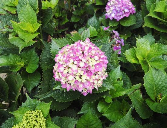 繡球花爛根了怎么辦，繡球花爛根解決辦法