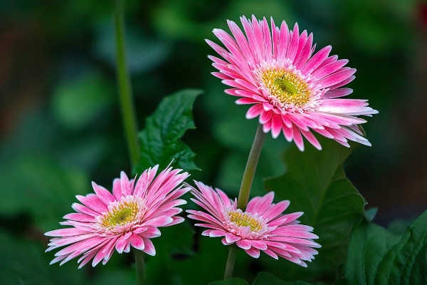 扶郎花花語是什么，快樂/活力/父愛偉大等等