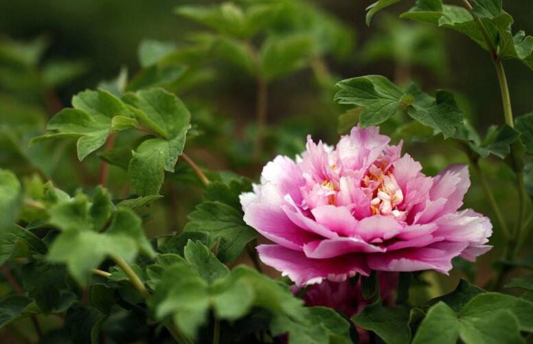 牡丹花語大全，各種顏色牡丹花語大全介紹