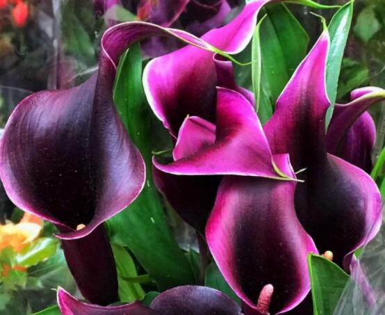 粉色馬蹄蓮花語(yǔ)是什么，代表著愛(ài)你一生一世