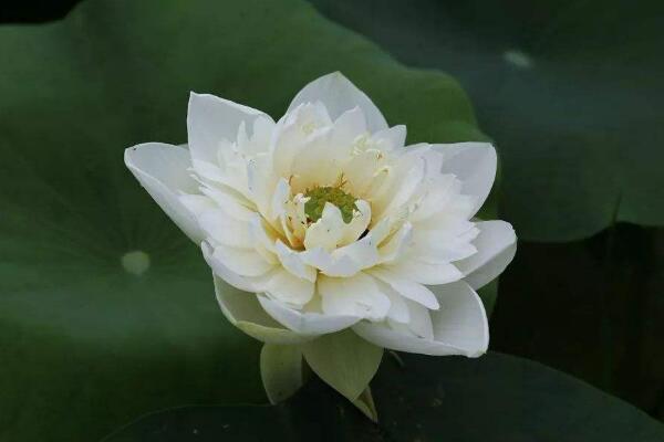 切花荷花的養(yǎng)護(hù)要點(diǎn)，做好以下4點(diǎn)非常關(guān)鍵